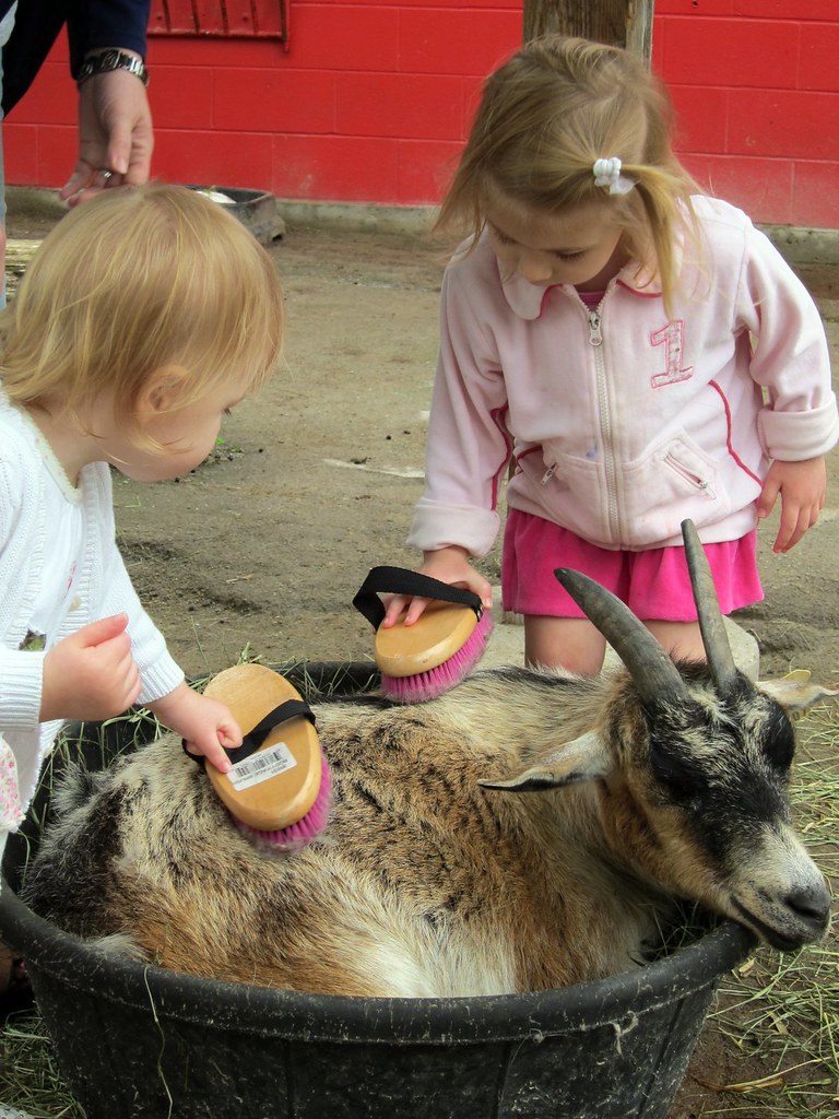 Un enfant brosse une chêvre