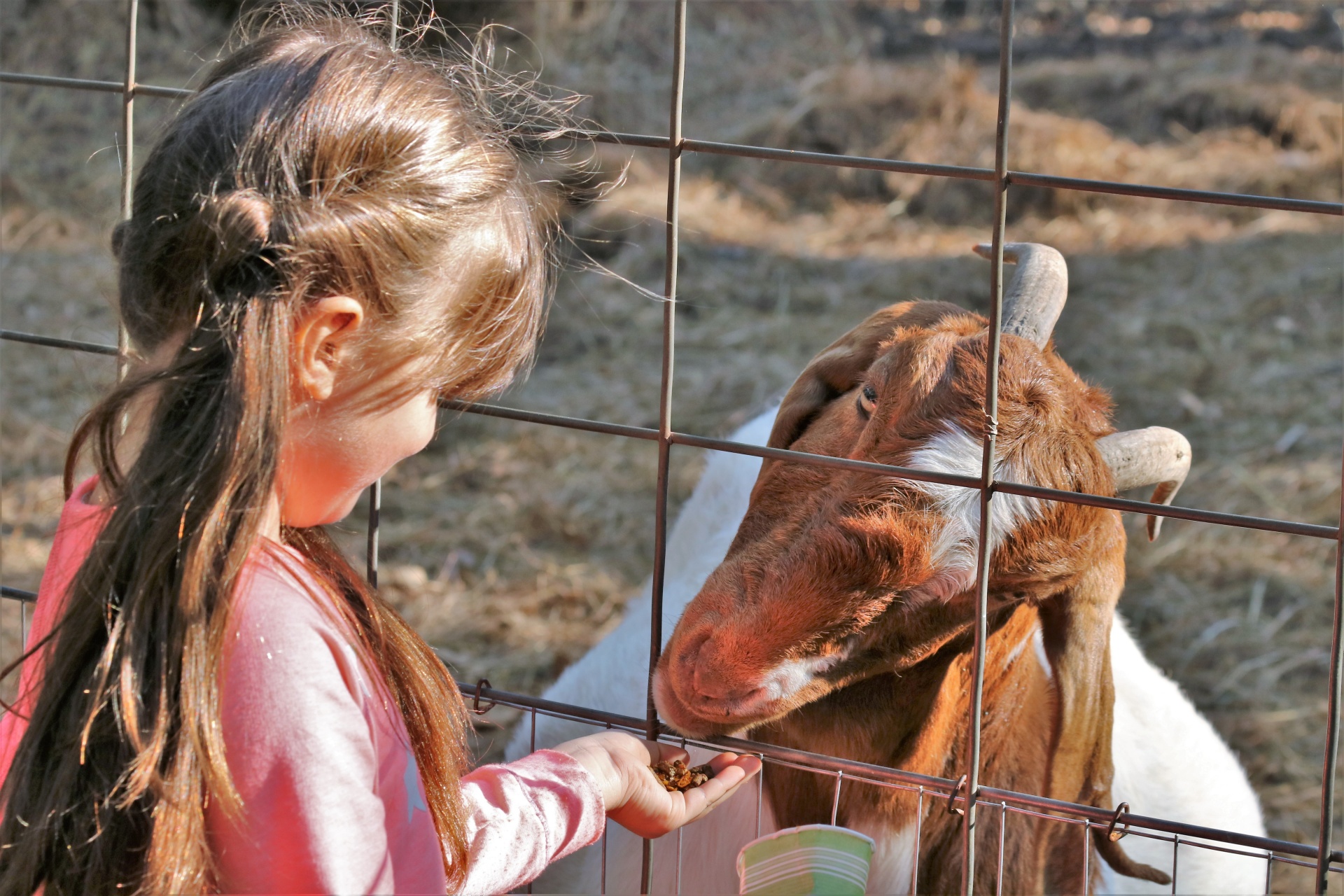 Un enfant nourrit une chêvre