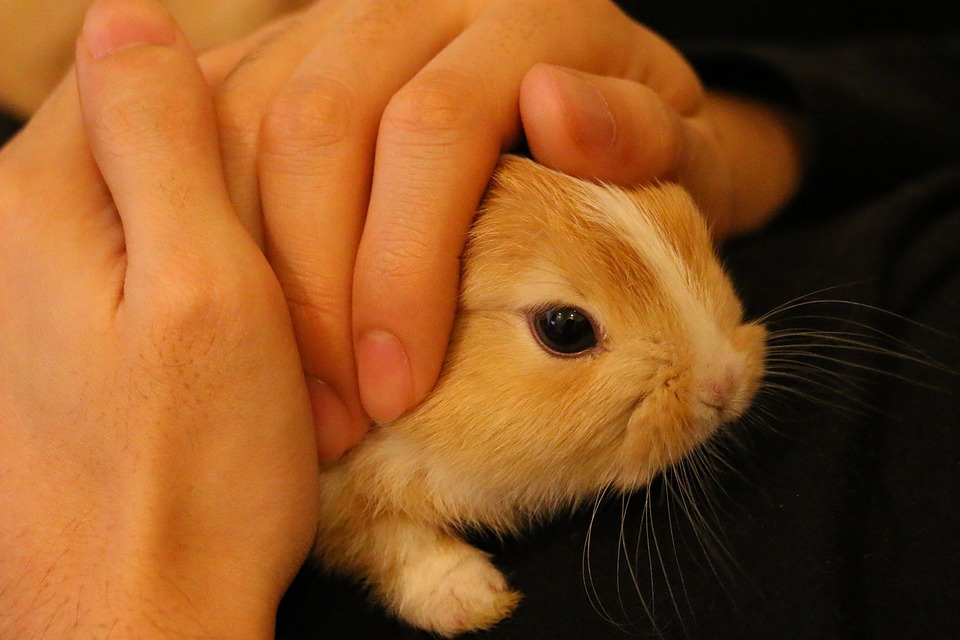 Une main caresse un lapin