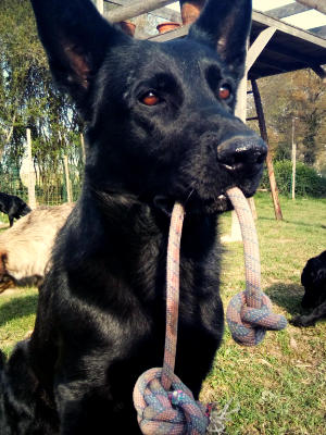 Moussig et sa balle en corde