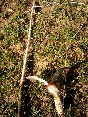 Un jouet avec des plumes